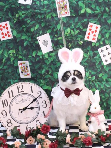 20250401もんじゃちゃん